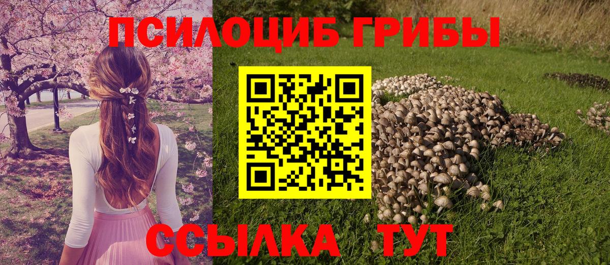 Псилоцибиновые грибы Psilocybe Тулун